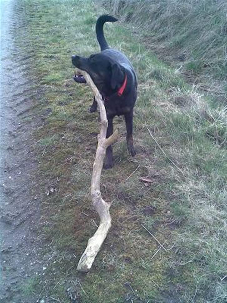 Blanding af racer Zenta - Marts 08 billede 13