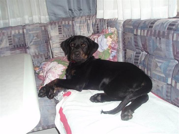 Blanding af racer Zenta billede 15