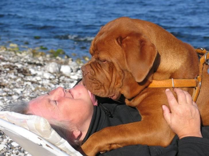 Dogue de bordeaux #Bufas# billede 13