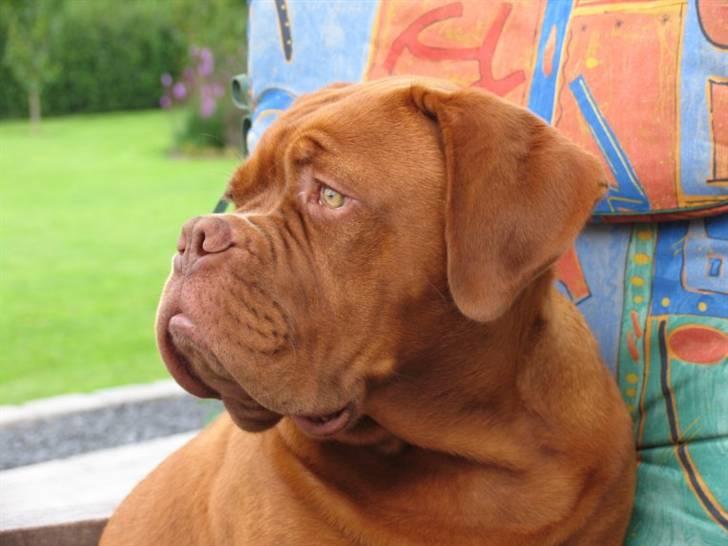 Dogue de bordeaux #Bufas# billede 14