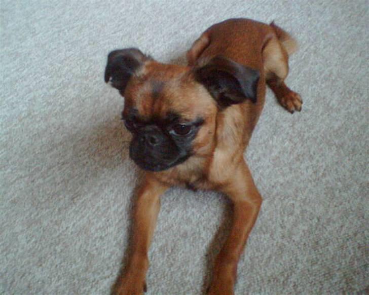 Griffon petit brabancon Kenzo billede 2