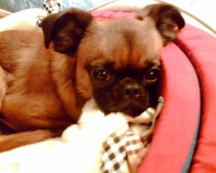 Griffon petit brabancon Kenzo - Er du snart ferdig med det kamera? billede 3