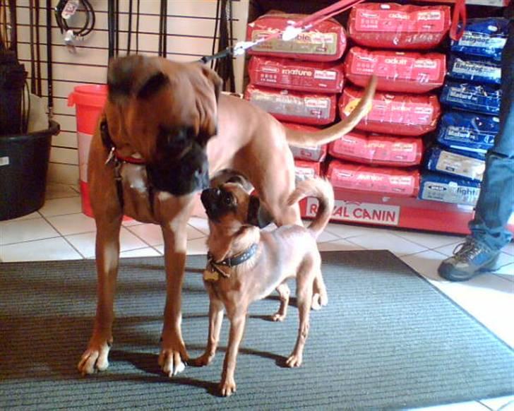 Griffon petit brabancon Kenzo - Skal vi lege sammen??? billede 4