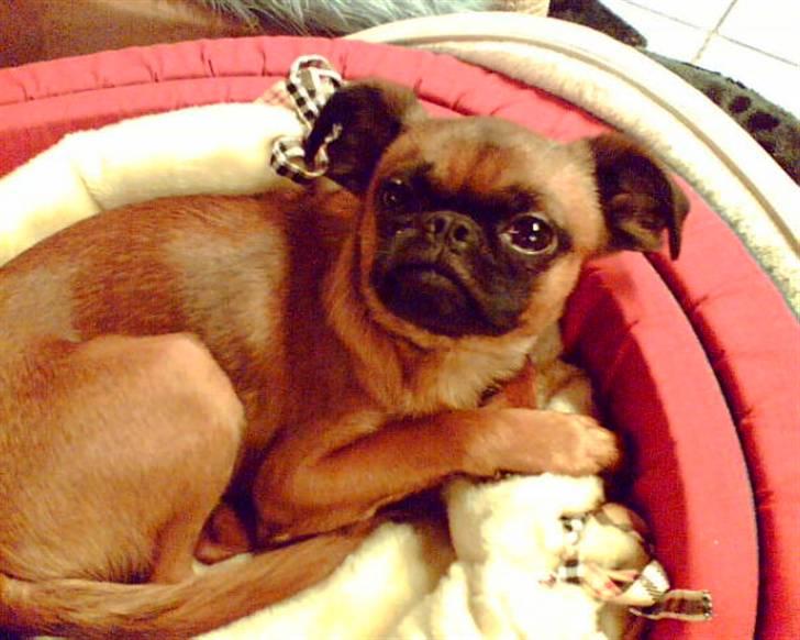 Griffon petit brabancon Kenzo - Må man ikke få lov til at sove billede 5