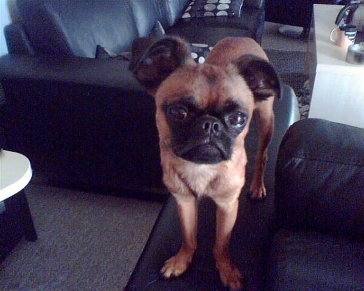 Griffon petit brabancon Kenzo billede 6