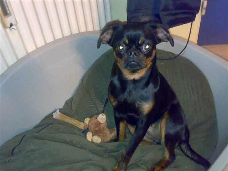 Griffon petit brabancon Gucci billede 1