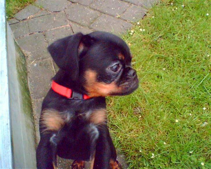 Griffon petit brabancon Gucci billede 2