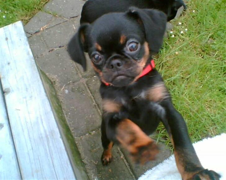 Griffon petit brabancon Gucci billede 3