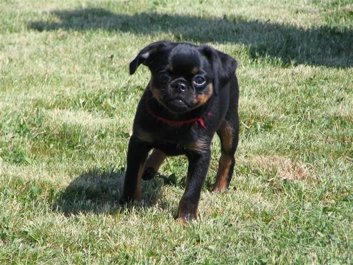 Griffon petit brabancon Gucci billede 4