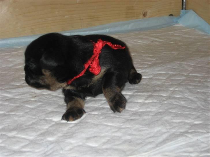 Griffon petit brabancon Gucci billede 5