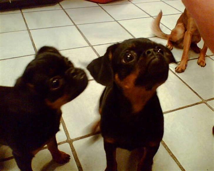 Griffon petit brabancon Gucci - Gucci med lillesøster Chloé billede 6