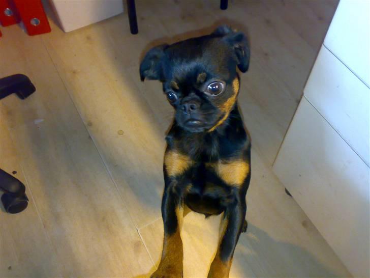 Griffon petit brabancon Chloé - Smukke Chloé billede 1