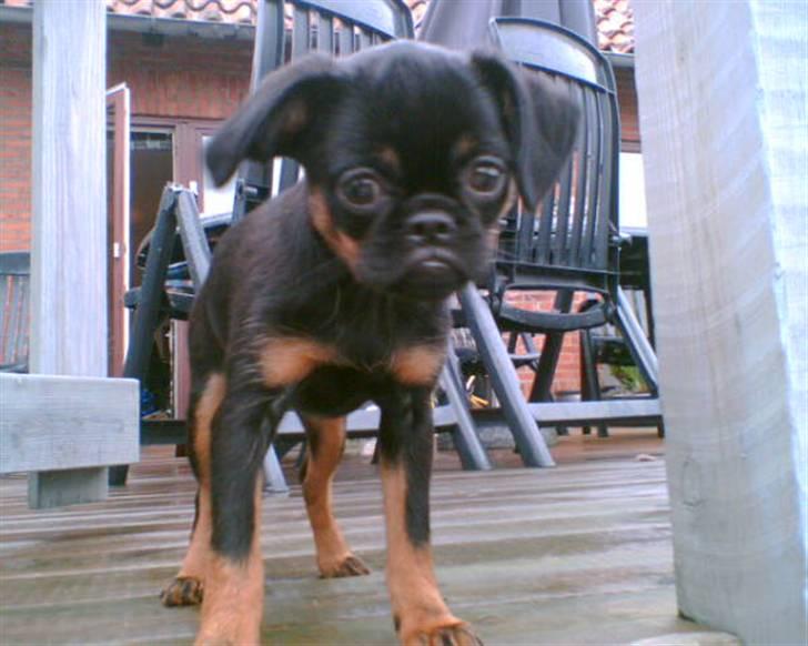 Griffon petit brabancon Chloé billede 2