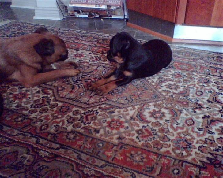 Griffon petit brabancon Chloé billede 3