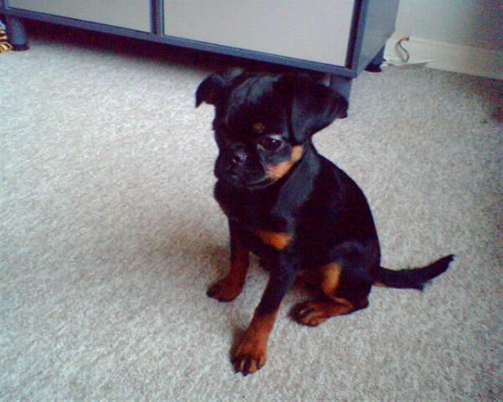 Griffon petit brabancon Chloé billede 4