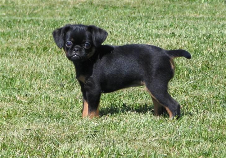 Griffon petit brabancon Chloé billede 5