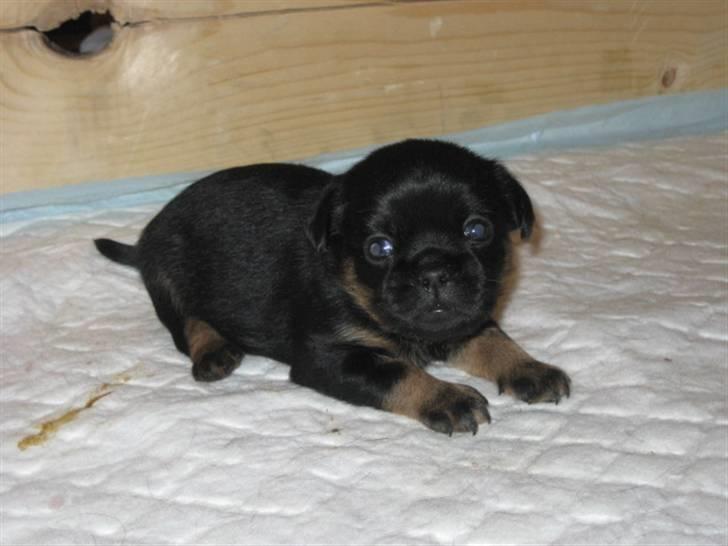 Griffon petit brabancon Chloé billede 6