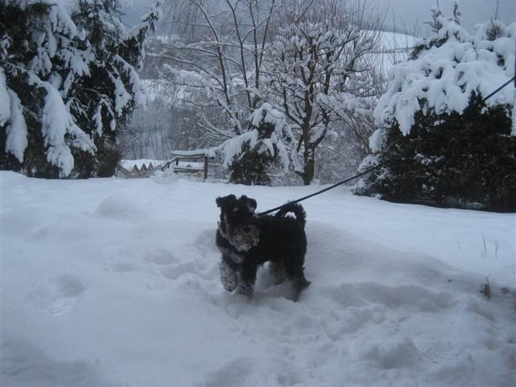 Dvaergschnauzer Albert - Hvor er mine ski? billede 5