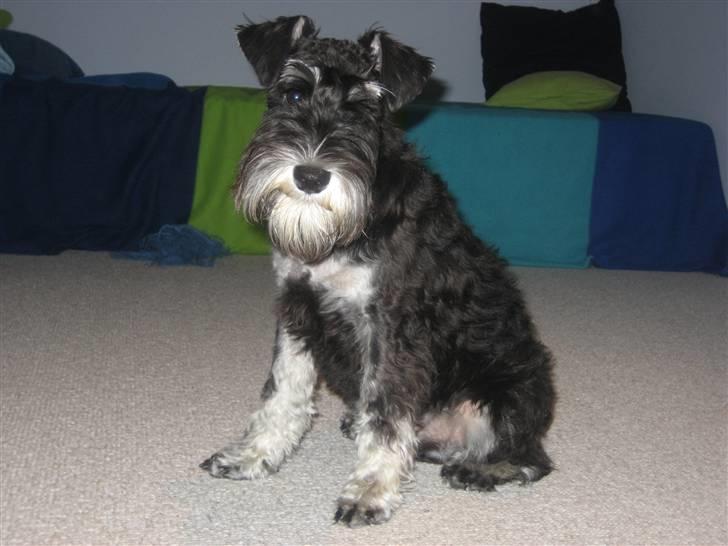 Dvaergschnauzer Albert - Øv.....hhar du ikke set min kødben?  billede 6