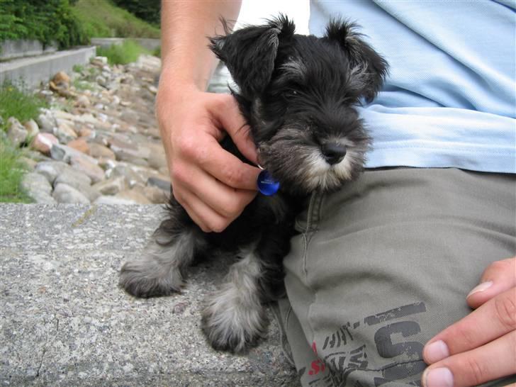 Dvaergschnauzer Albert - Jeg ser godt nok sejt ud ;-) billede 10