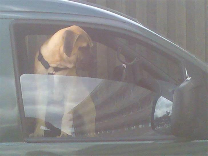 Bullmastiff Charlie(Chandler Bing ) - Far har ikke råd til bil alarm nu han har fået mig, han tror at jeg så kan passe på... billede 9