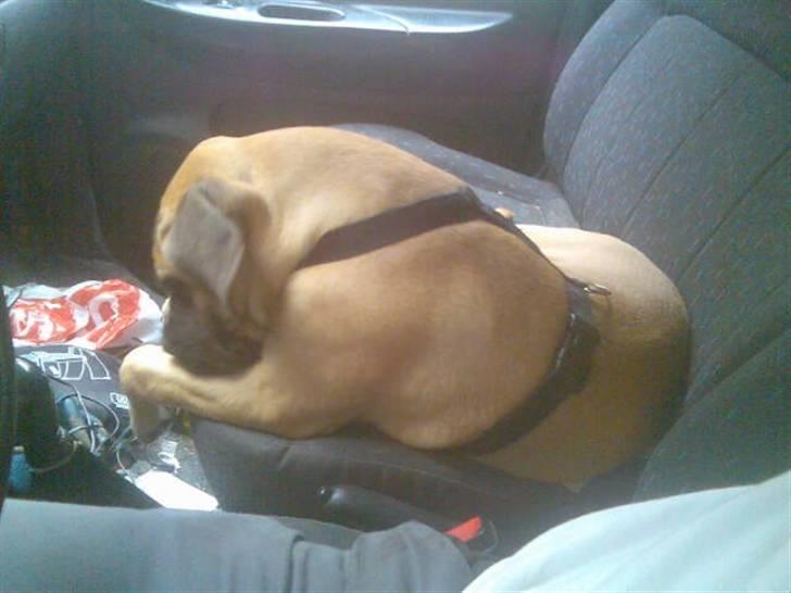 Bullmastiff Charlie(Chandler Bing ) - Hmmm. det er kedeligt at være vagt hund, .... billede 10