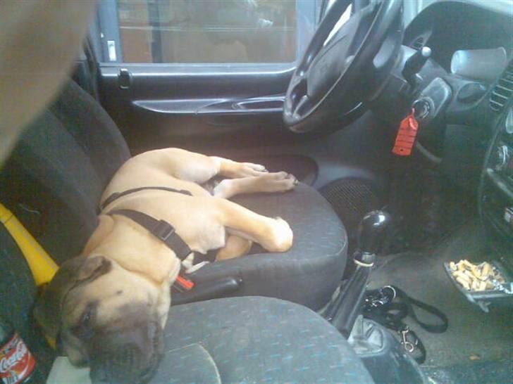 Bullmastiff Charlie(Chandler Bing ) - Jeg sagde jo at du burde installere en ordentlig alarm ;-) billede 11