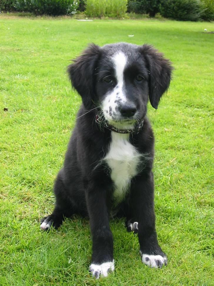 Blanding af racer Bailey - Helt ærligt mor, tager du nu billeder IGEN! billede 2