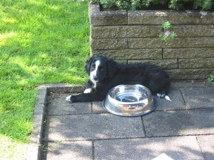 Blanding af racer Bailey - Min madskål er stadig lidt for stor.... hi hi billede 3