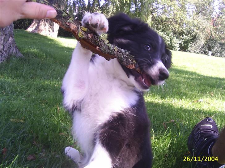 Border collie Victor - Her er jeg 11 uger billede 1