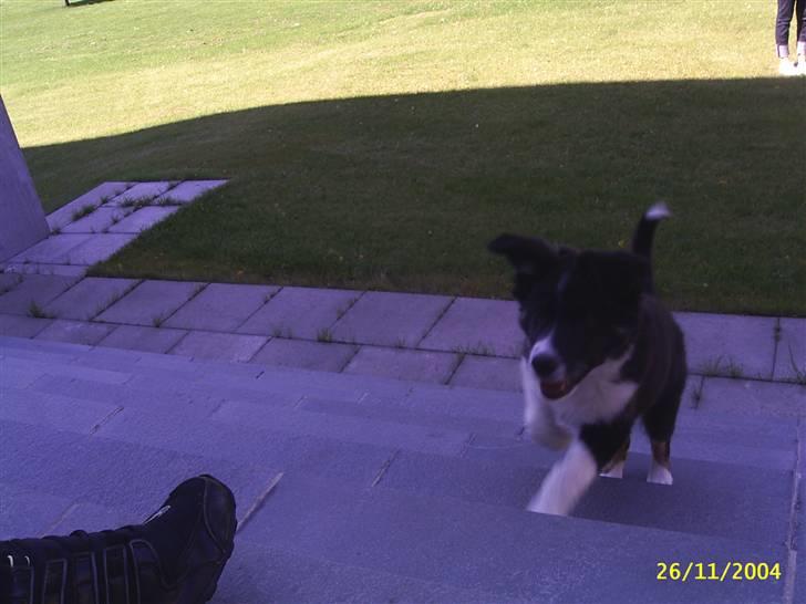 Border collie Victor - Jeg leger på trapperne billede 2