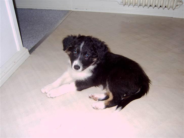 Border collie Victor billede 3
