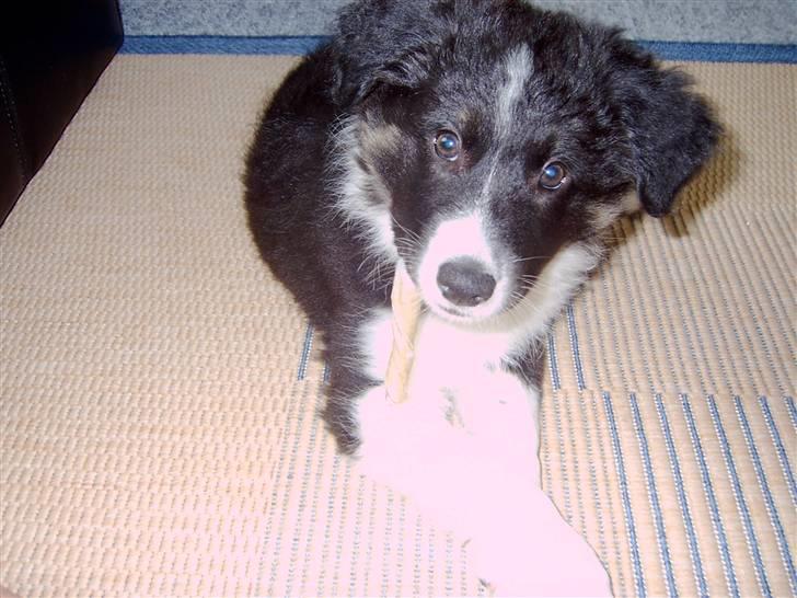 Border collie Victor billede 4