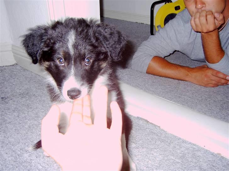 Border collie Victor billede 5