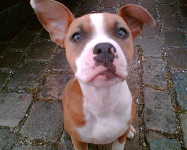 Blanding af racer Baby~R.I.P~ billede 1