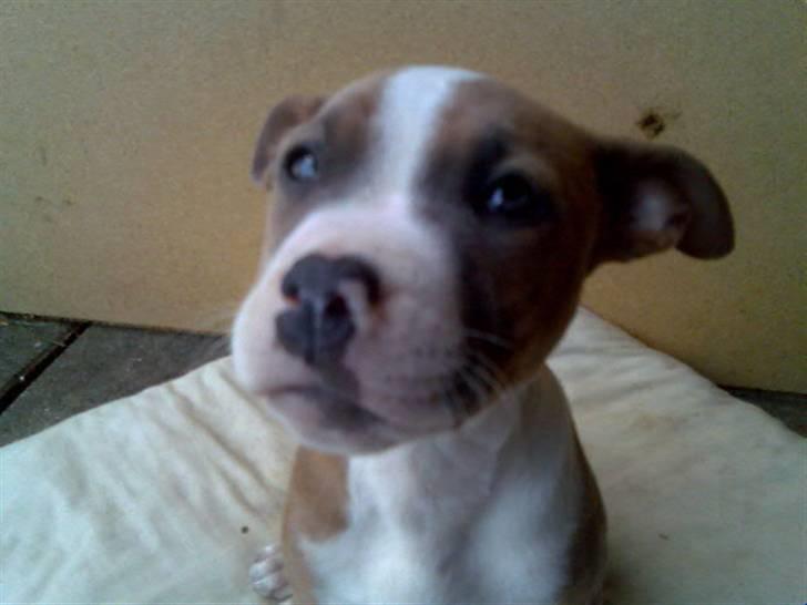 Blanding af racer Baby~R.I.P~ billede 2