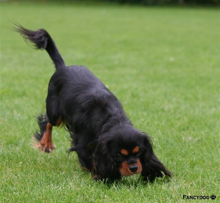 Cavalier king charles spaniel Bianca billede 13
