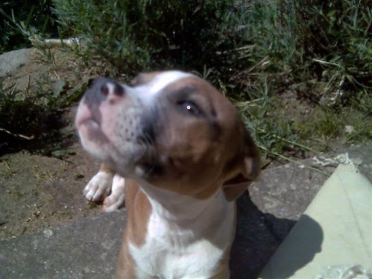 Blanding af racer Baby~R.I.P~ billede 4