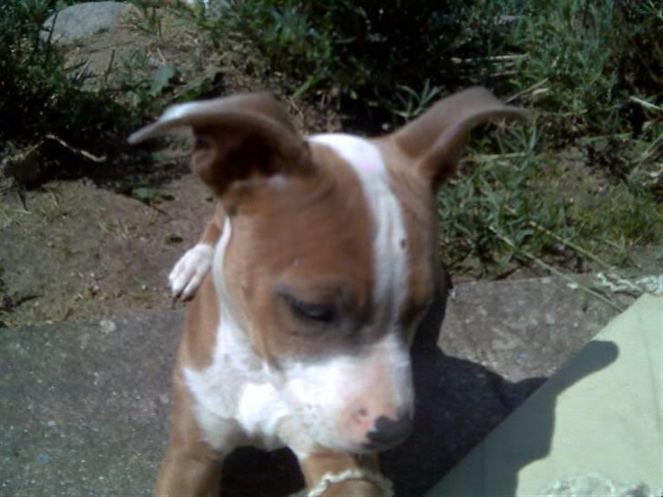 Blanding af racer Baby~R.I.P~ billede 5