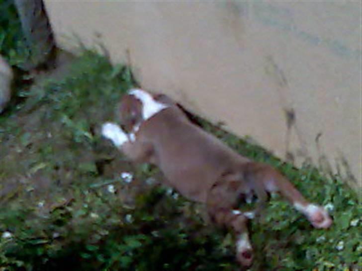 Blanding af racer Baby~R.I.P~ billede 6