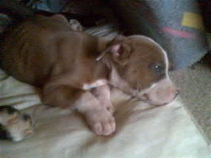 Blanding af racer Baby~R.I.P~ billede 7