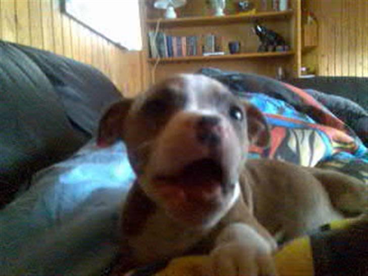 Blanding af racer Baby~R.I.P~ billede 8