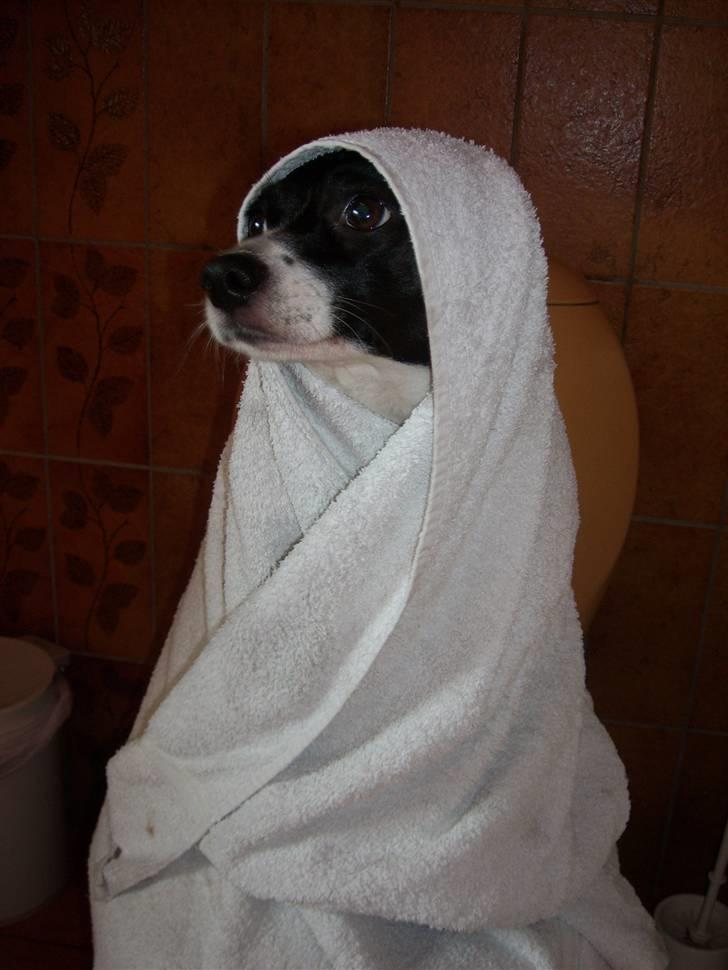 Dansk svensk gaardhund Lucky - hader at være i bad billede 1