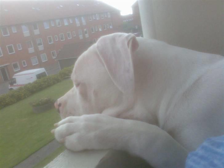Amerikansk bulldog | Shadi | billede 8