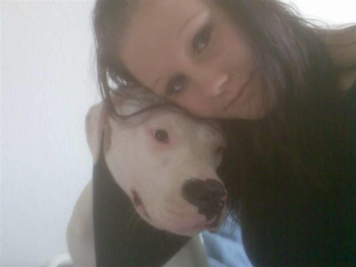 Amerikansk bulldog | Shadi | billede 9