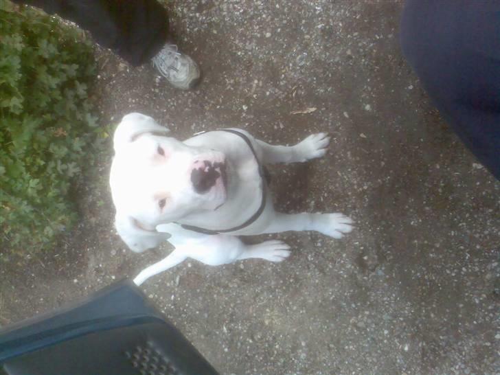 Amerikansk bulldog | Shadi | billede 11