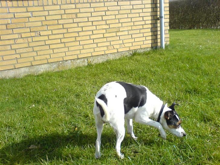 Dansk svensk gaardhund Frida billede 20