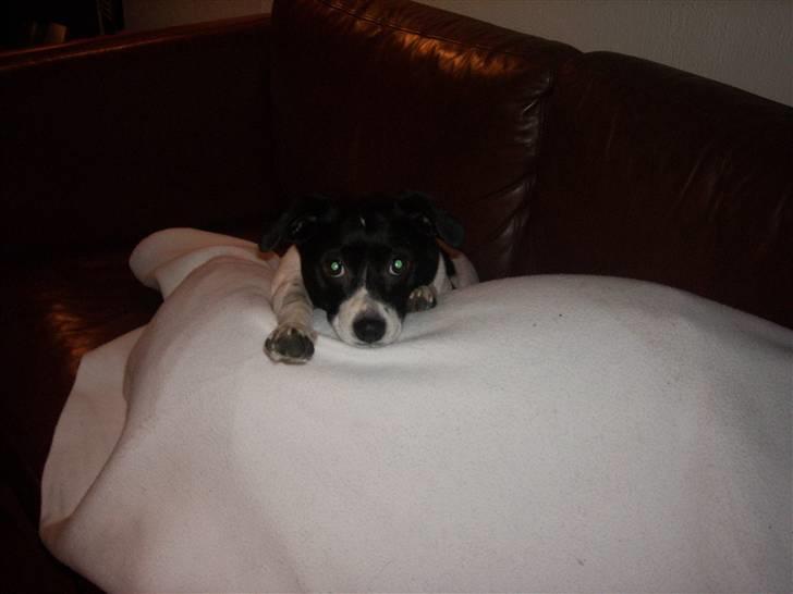 Dansk svensk gaardhund Lucky billede 3