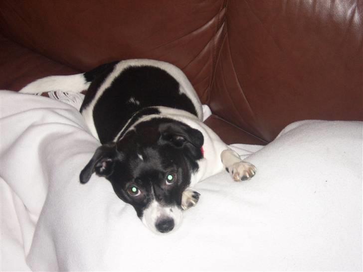 Dansk svensk gaardhund Lucky billede 4