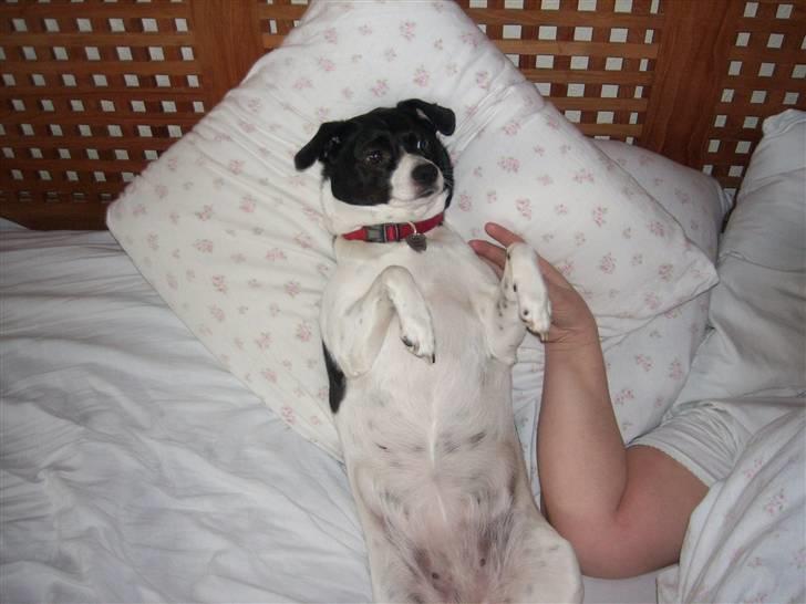 Dansk svensk gaardhund Lucky - god morgen billede 5